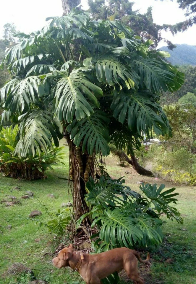 Giant Monstera Deliciosa Cutting Bare Root Tropical Houseplant from Colombia