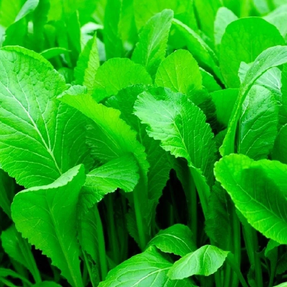 Florida Broadleaf Mustard Seeds – Non-GMO Heirloom Vegetable Seeds for Home Gardening – Brassica juncea