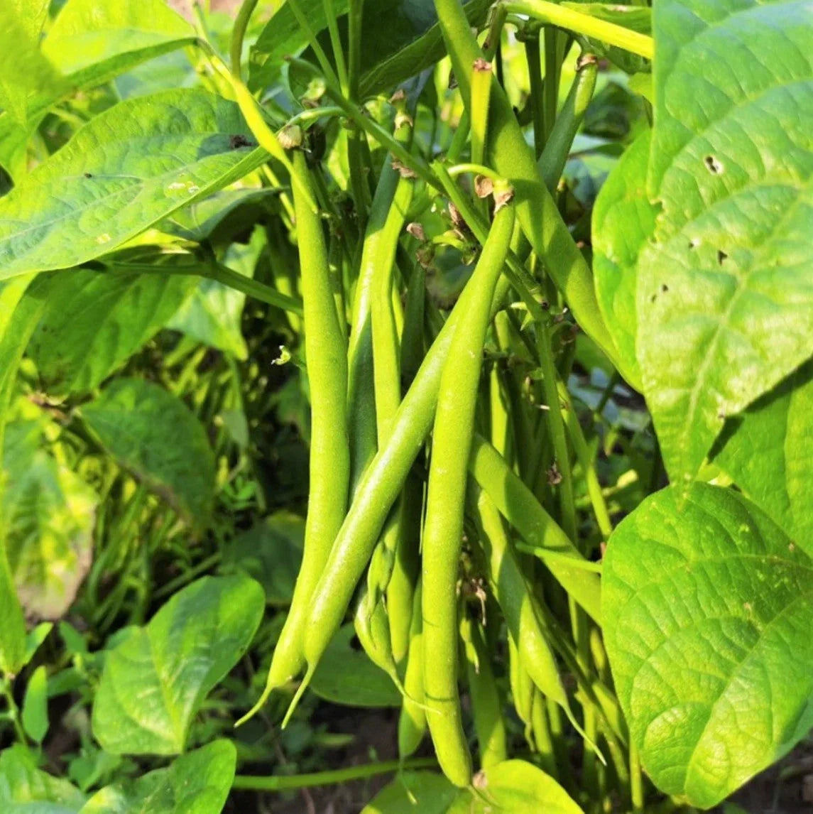 Tenderette Green Bean Seeds – Stringless Phaseolus vulgaris for Home Garden, Fresh Eating & Canning