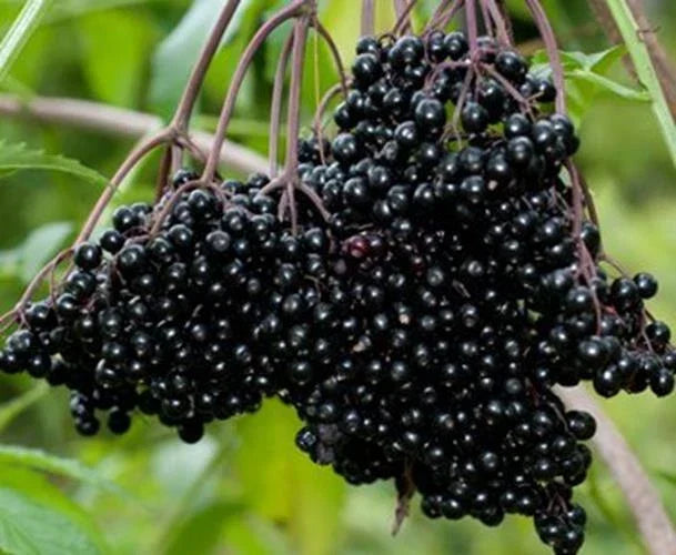 Fresh Black Bearing Elderberry Cuttings (12) - Sambucus nigra for Garden Fruit Harvest