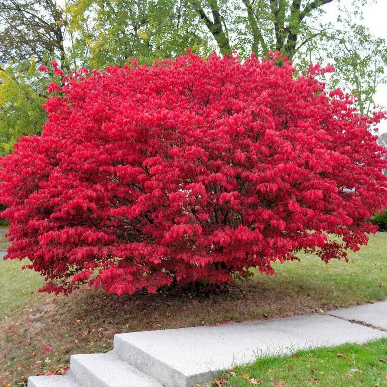 Burning Bush Cuttings - 15 Unrooted Euonymus alatus Propagation Material for Rooting and Landscaping