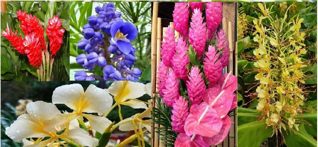 Hawaiian Tropical Ginger Plant Roots 5-Pack – Zingiber zerumbet in Red, Blue, White, Yellow, Pink | Perennial Garden Roots