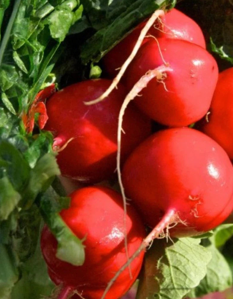 Crimson Giant Radish Seeds - 2,000 Big Round Red Raphanus sativus for Salad, Garnish & Snacking