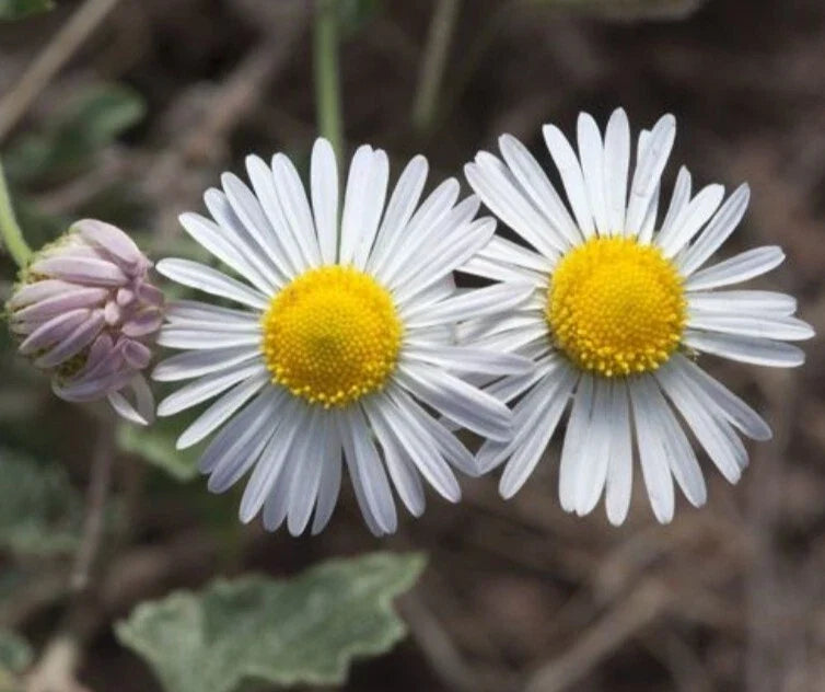 Heirloom Organic Daisy Seeds, 100+ Plains Lazy Daisy, Erigeron strigosus, Flower Seeds for Garden, Pollinator Attracting, Non-GMO