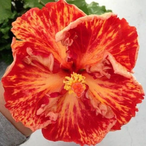 Red Orange Hibiscus Seeds - 20 Perennial Hibiscus rosa-sinensis Flower Seeds