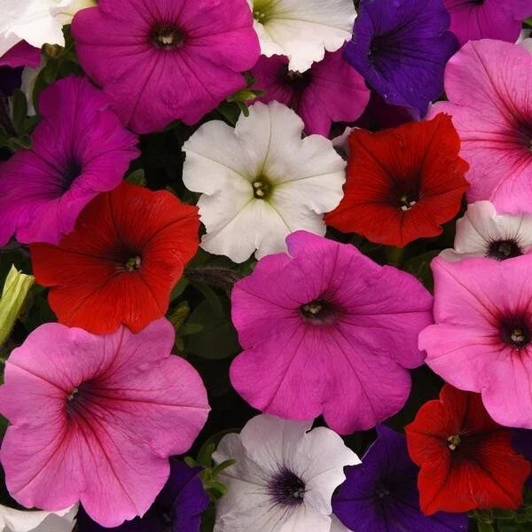 Petunia Seeds Pelleted Easy Wave Mix Flower Seeds for Containers & Garden Beds - Petunia × hybrida