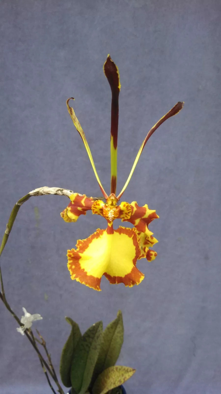 Psychopsis Mendenhall 'Hildos' FCC/AOS Orchid Plant in 2.5" Pot, Unique Rooted Orchid, Exotic Houseplant