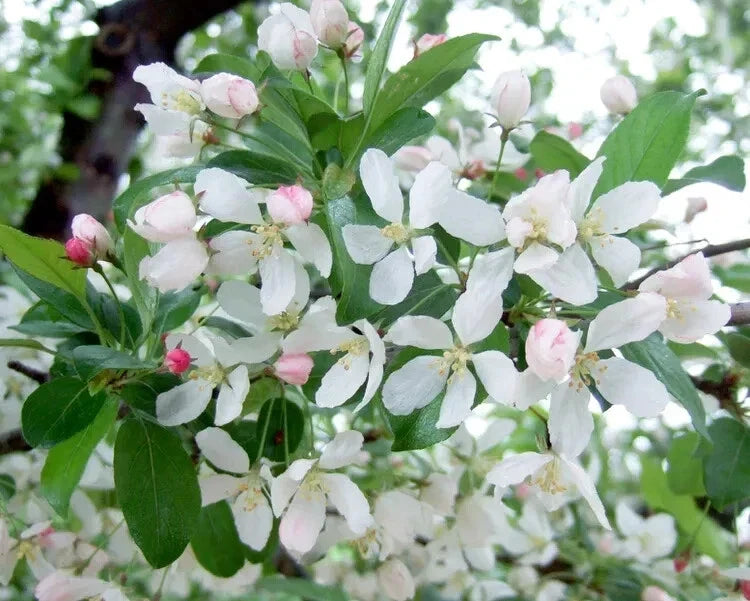 Harvest Gold Crabapple Seeds - 25+ Pack for Garden Planting, Malus 'Harvest Gold', Ornamental Tree, Fruit, USA Grown