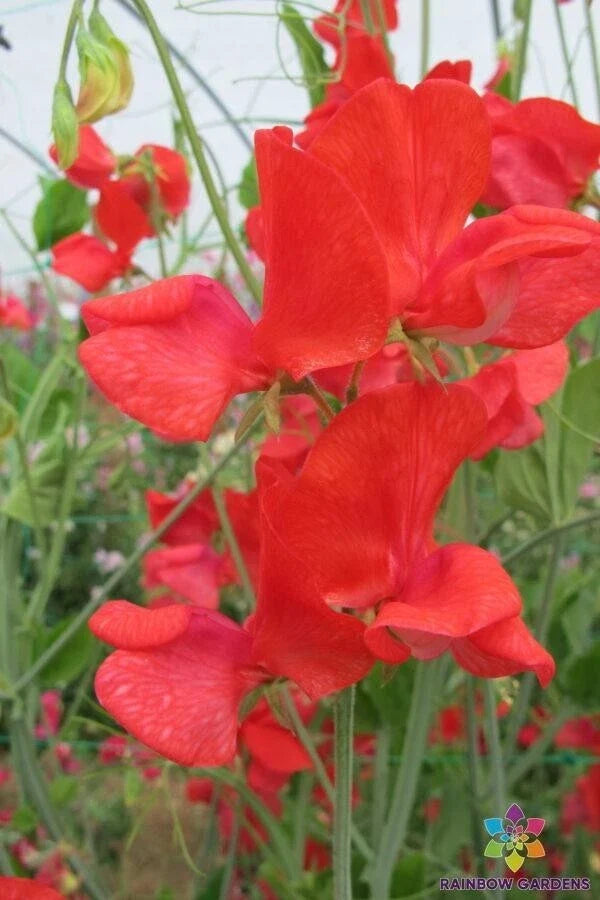 Jimmy Sweet Pea Seeds - 50+ Pack, Climbing Flower, Fragrant Lathyrus odoratus, Garden Planting, Annual Bloom, Mixed Colors