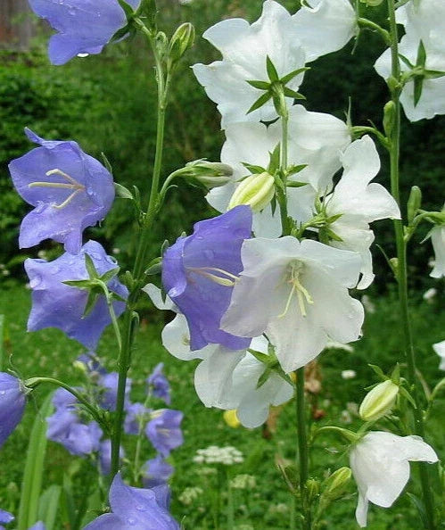 Bulk Peach Leaf Bellflower Seeds - 3000 Blue & White Mix, Campanula persicifolia, Perennial Garden Seeds