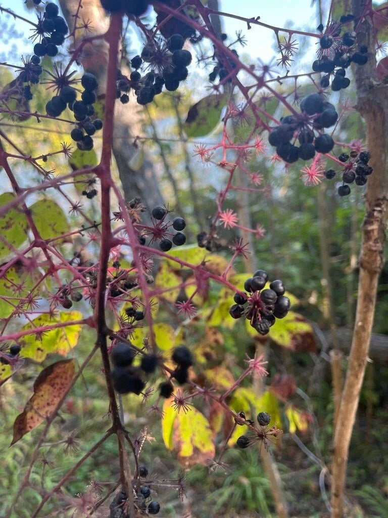 Aralia Spinosa Seeds – Walking Stick Plant with Berries – Exotic Foliage & Wildlife Attractant – Scientific Name: Aralia Spinosa