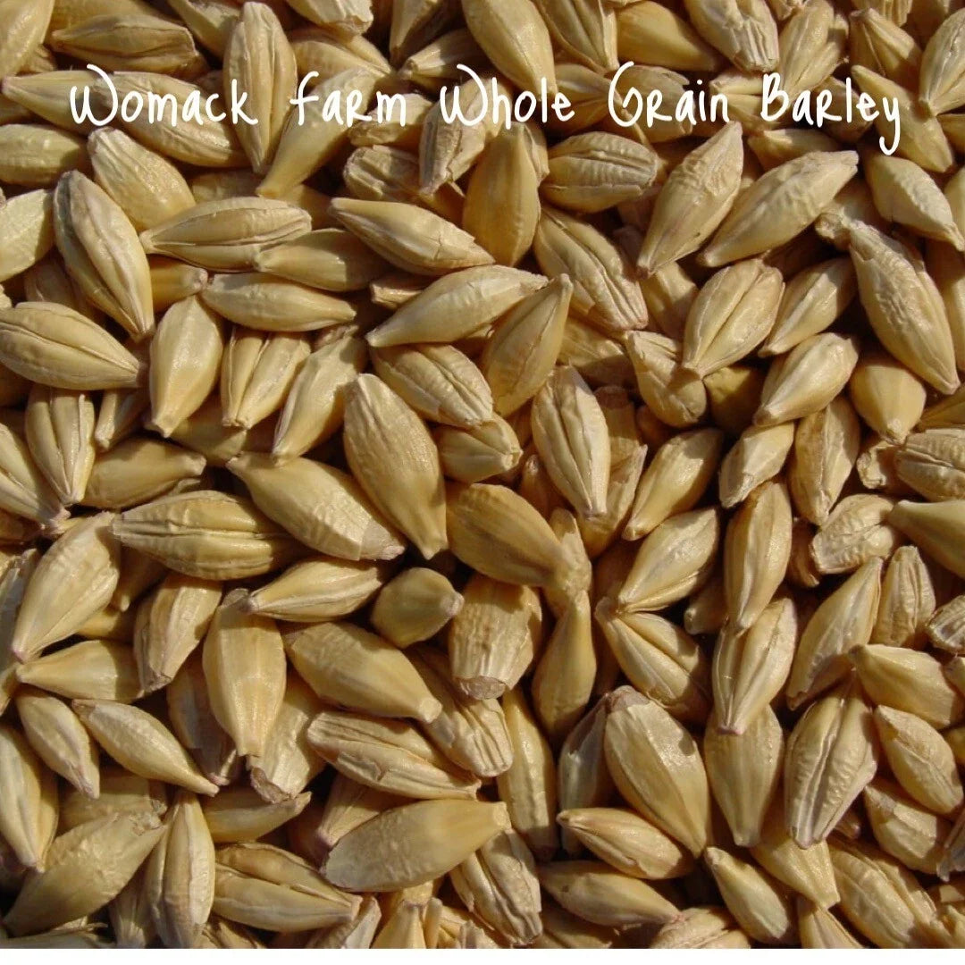 Organic Barley Seeds for Cat Grass, Whole Grain, Non-GMO, Indoor & Outdoor Growing, Hordeum vulgare, 300+ Seeds