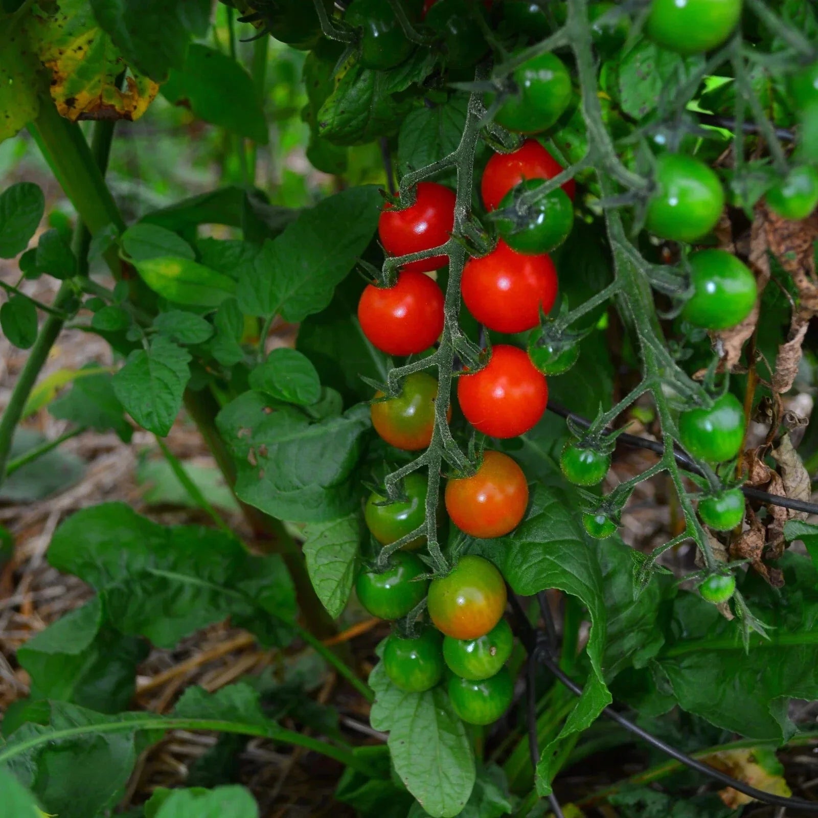 Sweetie Cherry Tomato Seeds - Non-GMO Heirloom Solanum lycopersicum, Compact Growth, Bright Red Fruit