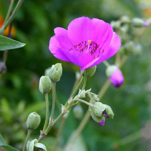 X-LARGE Calandrinia Spectabilis - Rock Purslane - 6" Unrooted Cutting - Drought-Tolerant Succulent