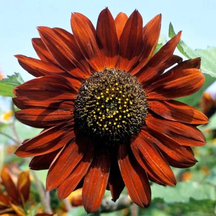 Sunflower Seeds Velvet Queen - 100 Count Heirloom Non-GMO Big Blooms