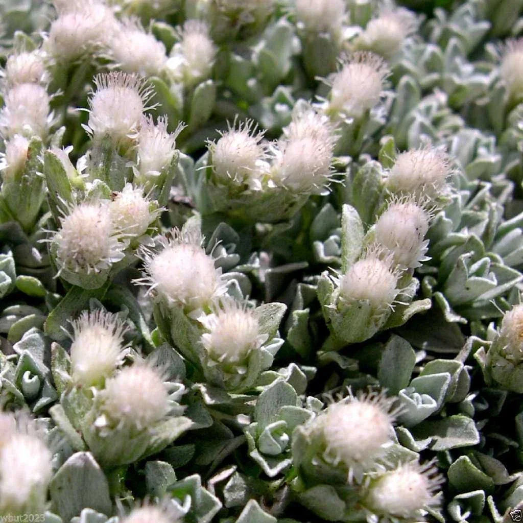 500 Antennaria Seeds - White Pussytoes Perennial Ground Cover - Antennaria dioica