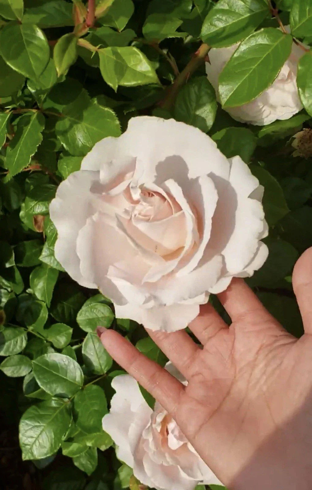 First Crush Rose Plant Cuttings - 3 Unrooted 6" Long Rosa spp.