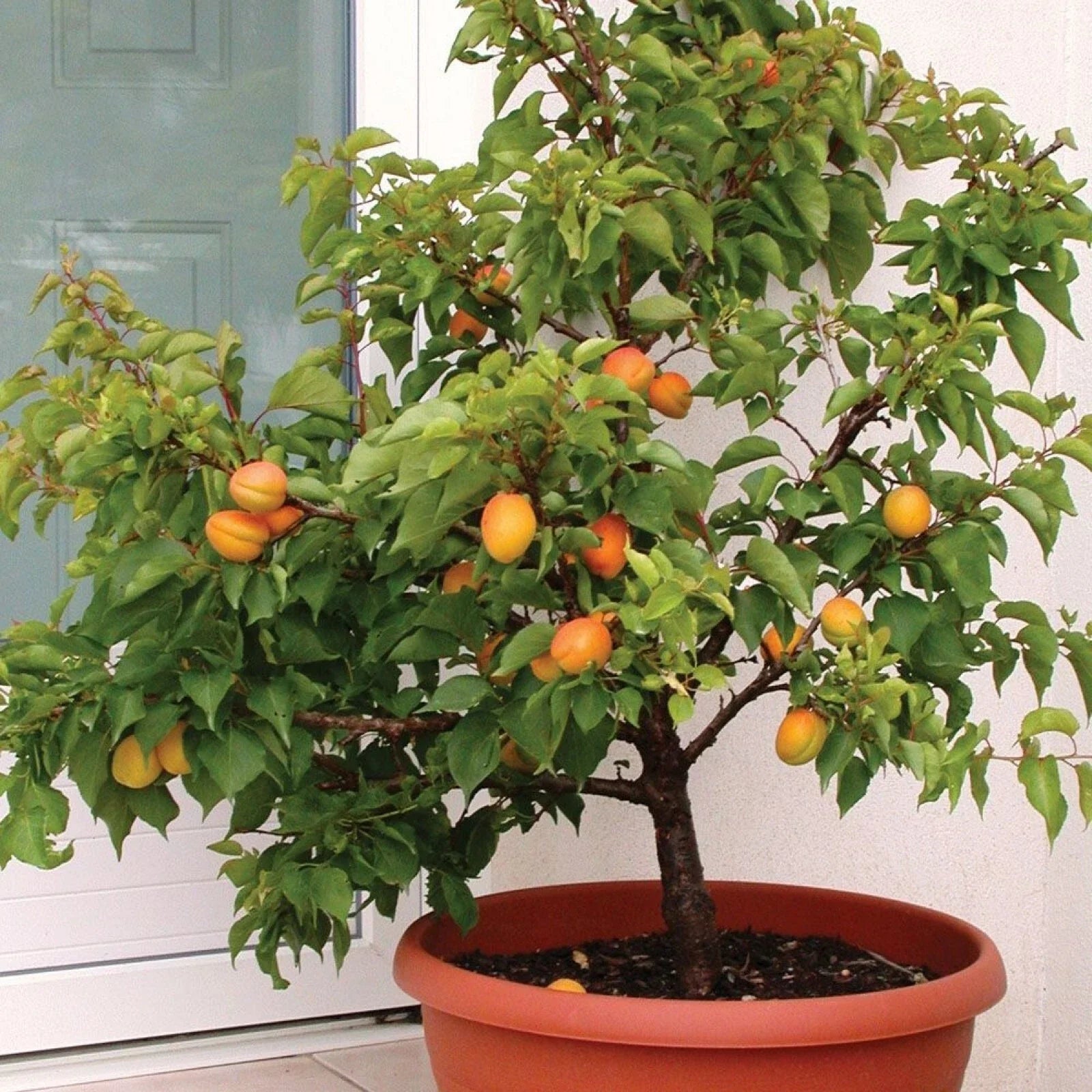 Dwarf Apricot Tree Seeds – Organic, Pre-Stratified, Prunus armeniaca, Compact, for Small Gardens & Containers, Pack of 5