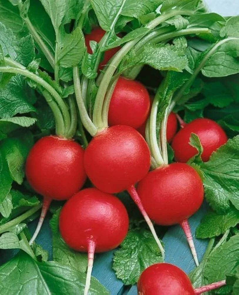 Champion Radish Seeds - Organic Non-GMO Heirloom Raphanus sativus Seed Packet for Home Gardening