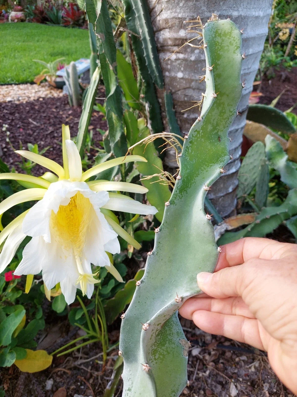 Dragon Fruit Cactus Cutting 8" with Aerial Roots, Hylocereus undatus, Edible Tropical Plant for Indoor & Outdoor Gardening