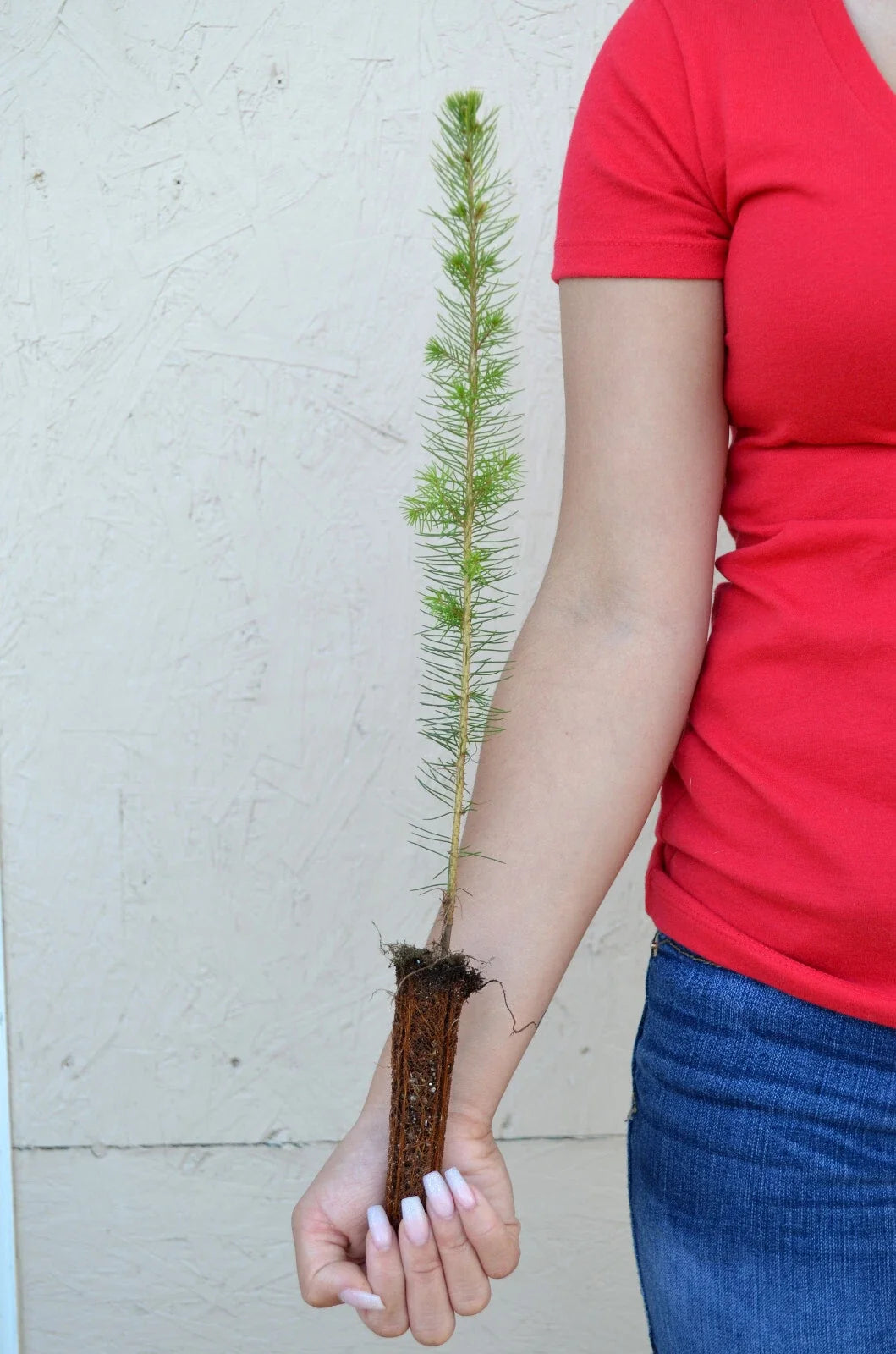 White Spruce Tree Seedling – 11-19 Inches – Picea glauca – Landscaping, Reforestation, Windbreaks
