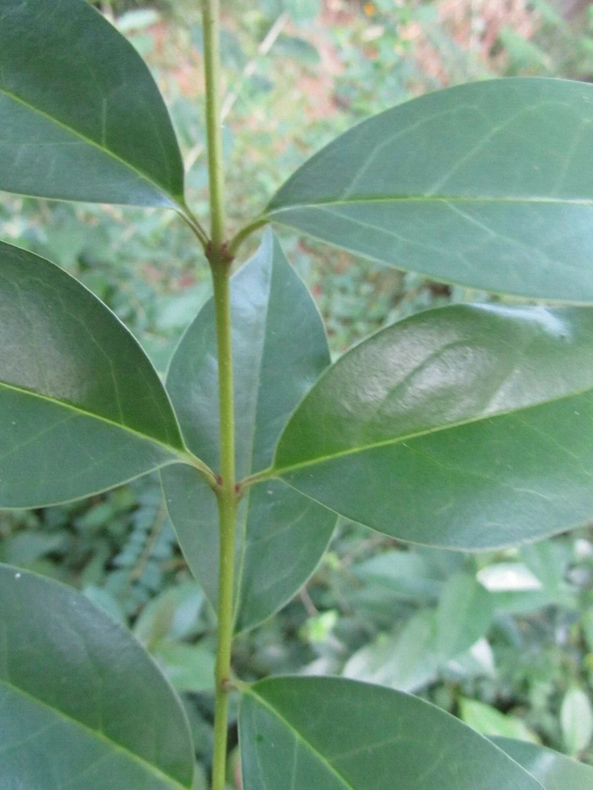 Ligustrum Japonicum Evergreen Shrub Cuttings – Japanese Privet, 6-8" Long, Fast-Growing, Hedging, Landscaping, Ornamental