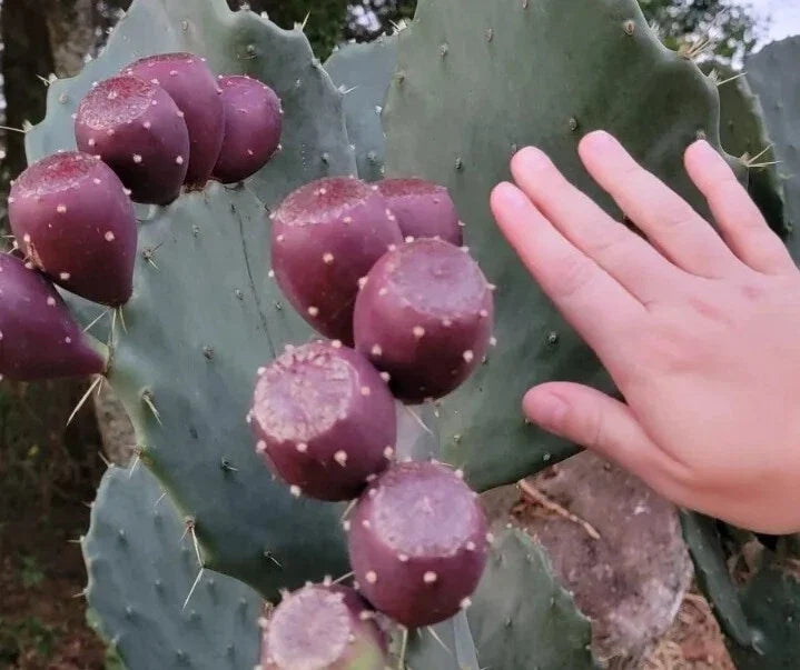 Giant Prickly Pear Cactus Pads 5-Pack | Opuntia ficus-indica | Cold Hardy, Large Fruit, Drought Tolerant
