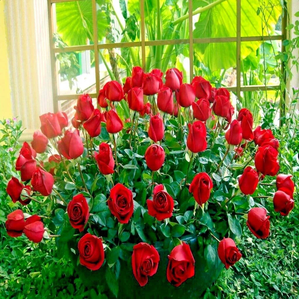 Japanese Red Rose Bush Seeds - Rosa Rugosa Rubra - Hardy Flower Plant for Garden, Bushy, Fragrant Red Blooms, Drought-Resistant, Pollinator Attracting