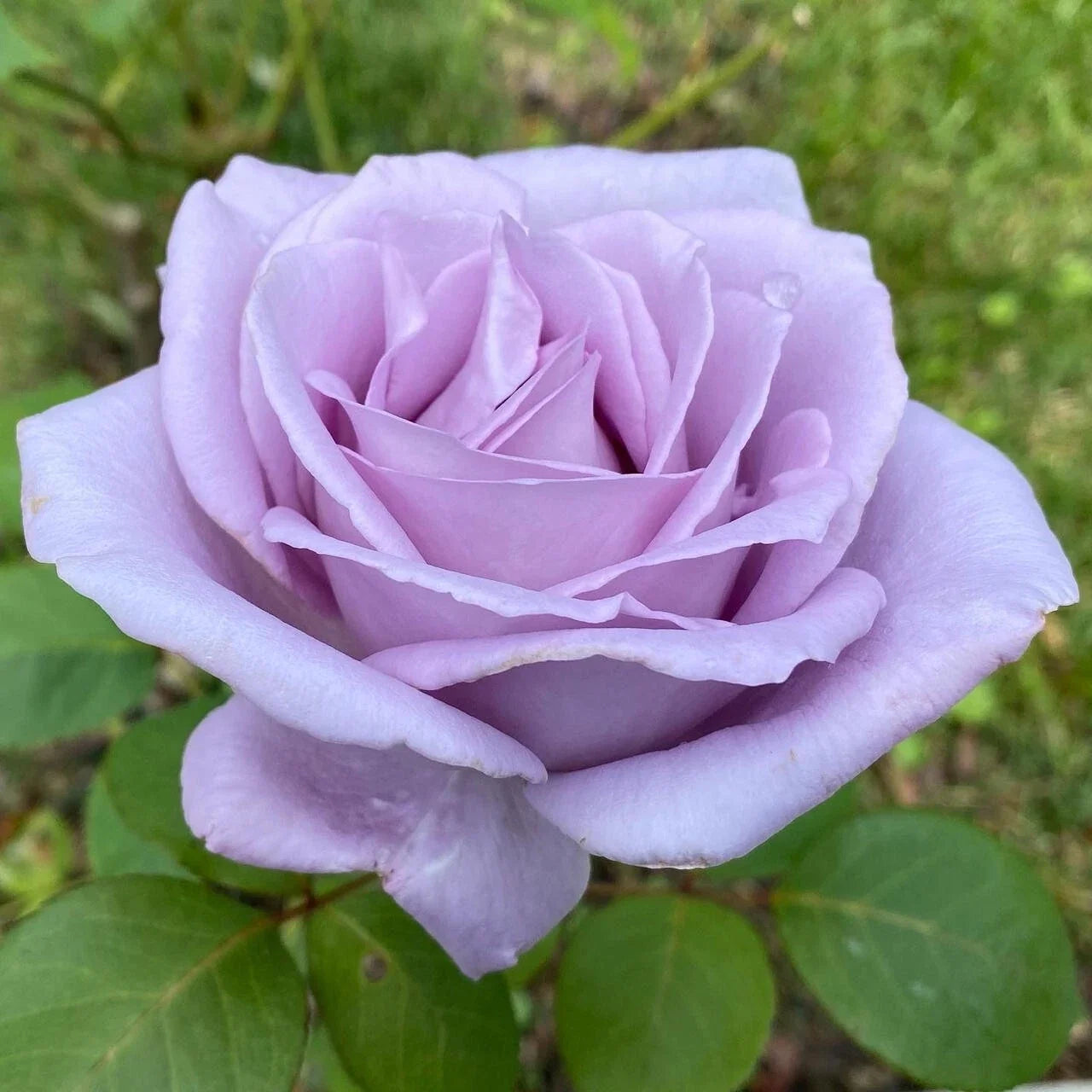 Blue Girl Rose Live Plant - 1-Gallon Container - Mauve Flowers - Rosa 'Blue Girl' - Hardy, Fragrant, Bushy Rose