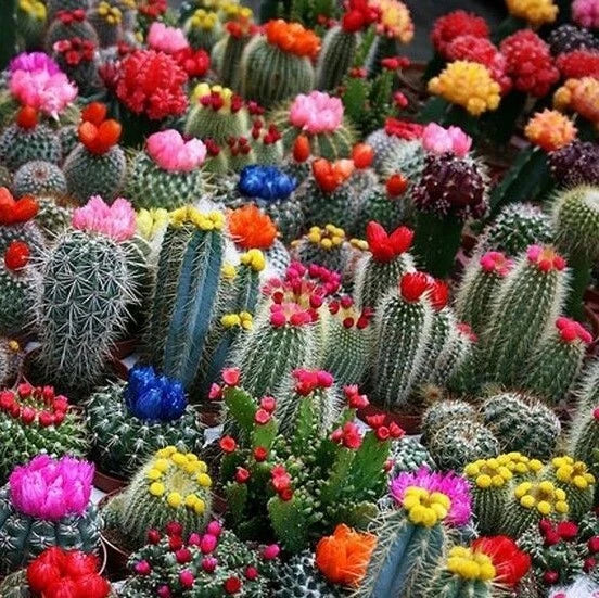 Mixed Multi-Color Cactus Seeds Pack - Succulent Variety for Gardening & Planting (Cactaceae)