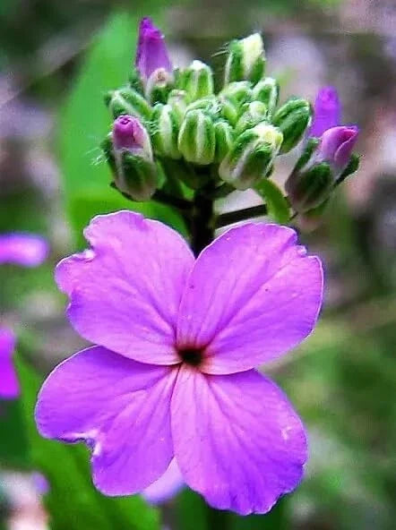Dames Rocket Flower Seeds - 500 Seeds, Fragrant, Colorful Blooms, Hesperis matronalis, Perennial Garden Seeds