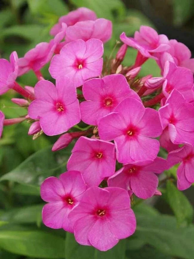 Flame Phlox Seeds - 50 Perennial Flower Seeds for Butterfly Gardens - Phlox paniculata - Attracts Pollinators