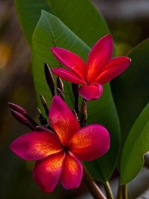 Plumeria Seeds 5-Pack - Dark Pink Orange Flowers - Frangipani - Tropical Bloom - Plumeria rubra - Garden & Indoor Plant