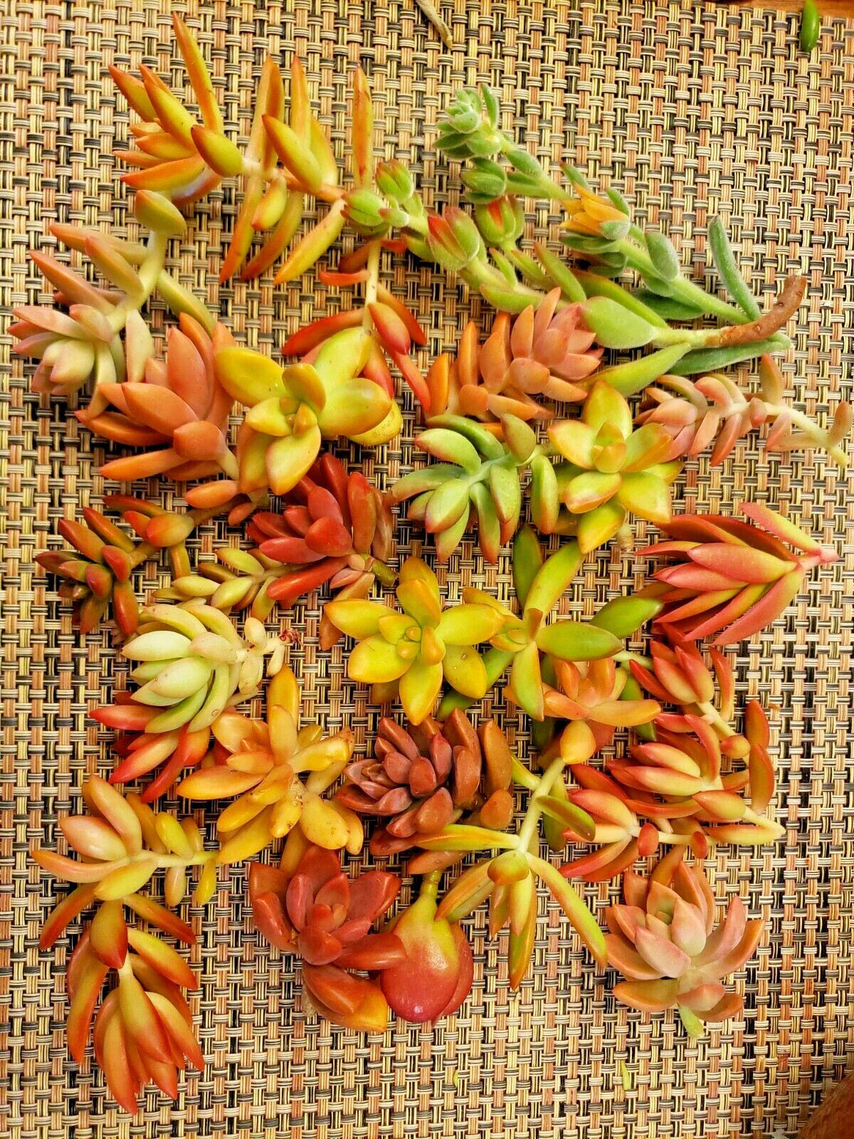 Succulent Cuttings 20-Pack Red-Orange Variety | 5 Species for Party Favors