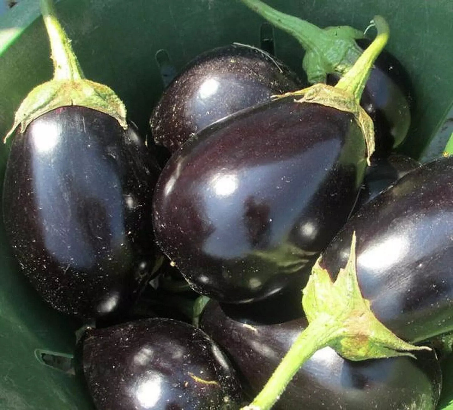 Eggplant Seeds, Black Beauty Heirloom Non-GMO, Solanum melongena, Vegetable Garden Seeds, 300 Pack