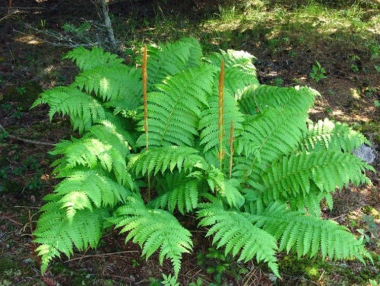 Cinnamon Fern Rhizome Roots 5" Long Fronds Osmundastrum cinnamomeum Blue Green Fern Plant