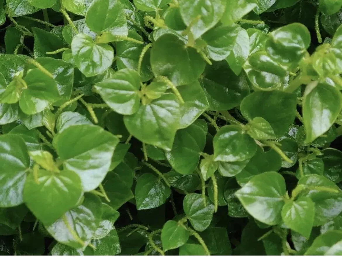 Crab Claw Herb Seeds - 500+ Peperomia Pellucida Pepper Elder - 2024 USA