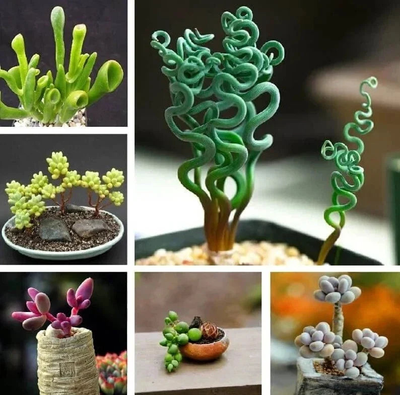 Mixed Succulent Plant Seeds - 50 Pack Assorted Varieties for Indoor & Outdoor Gardening