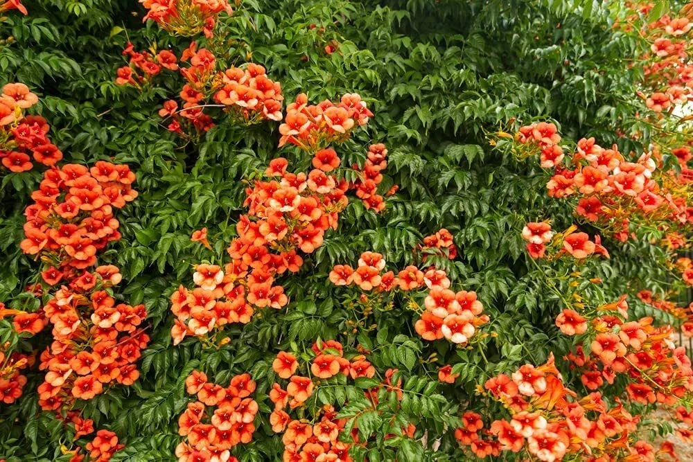 Orange Trumpet Creeper Vine Seeds - 25 Non-GMO Campsis radicans for Climbing, Fences, and Ground Cover