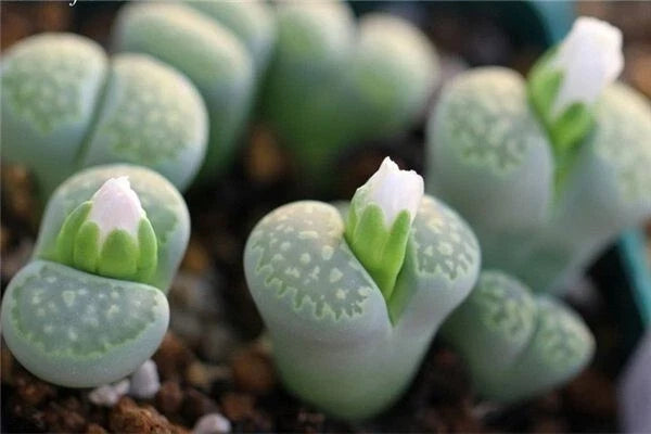 Lithops Seeds - 50 Rare Succulent Seeds, Colorful Living Stones, Exotic Rock Plants (Lithops spp.)