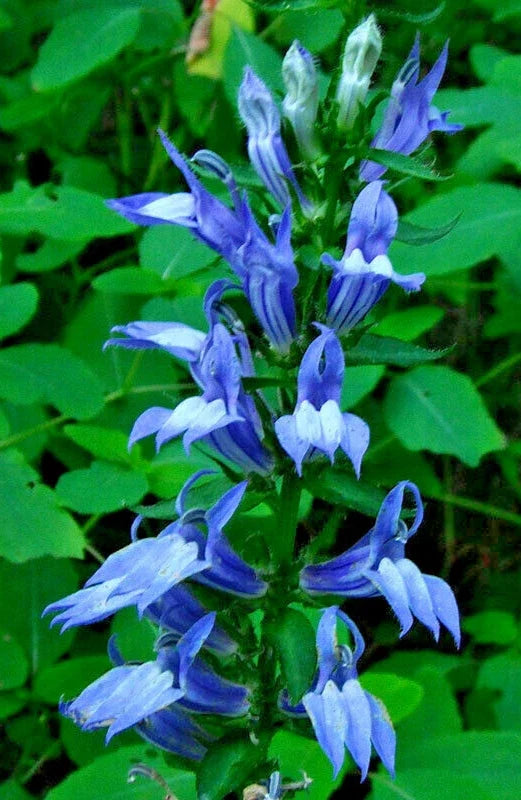 Giant Blue Lobelia Seeds - Lobelia siphilitica, Hardy Perennial, Vibrant Blue Flowers, Easy to Grow, 243 Seeds, USA Seller