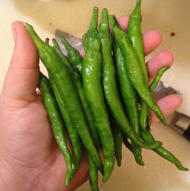 Japanese Fushimi Pepper Seeds - Capsicum annuum, 25 Premium Seeds for Spicy Cuisine, Indoor & Outdoor Gardening