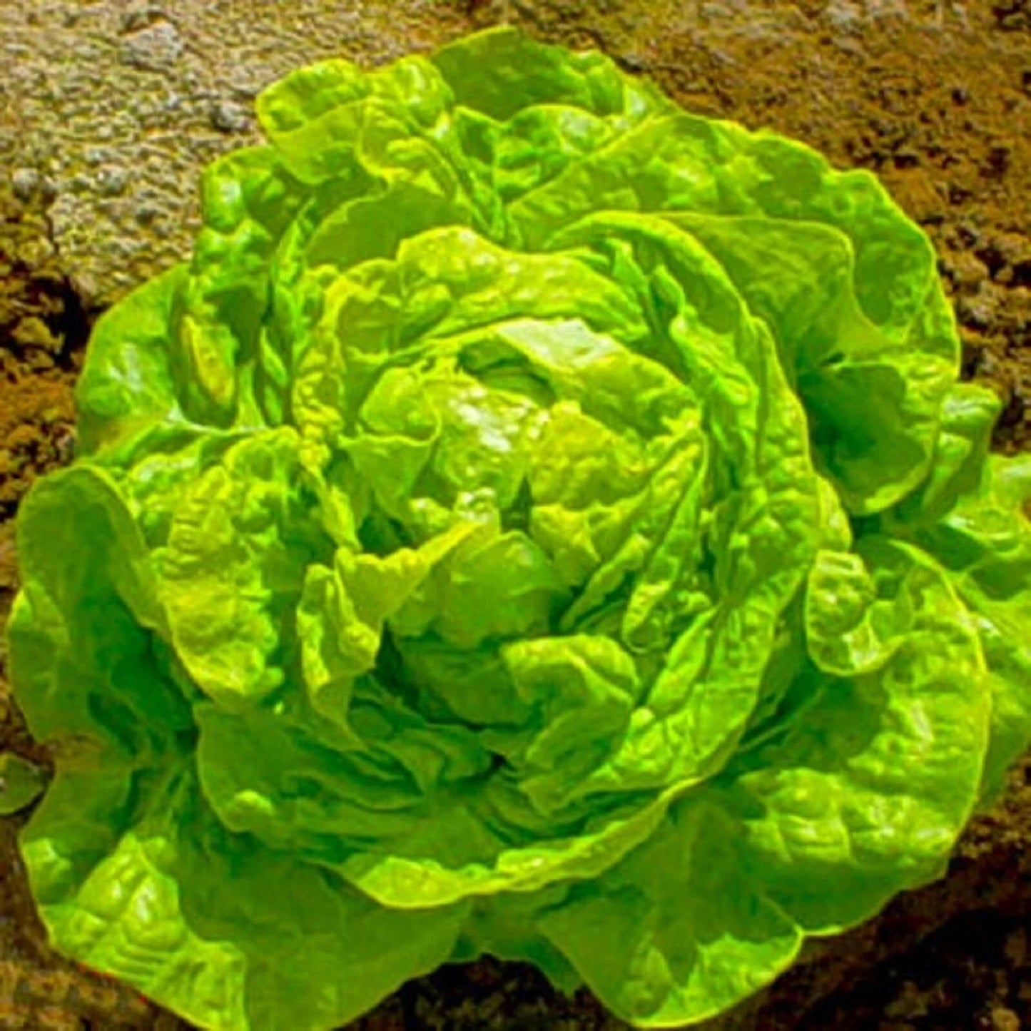 Boston Butterhead Lettuce Seeds - 500+ Non-GMO White Lactuca sativa for Home Gardening and Salad Crops
