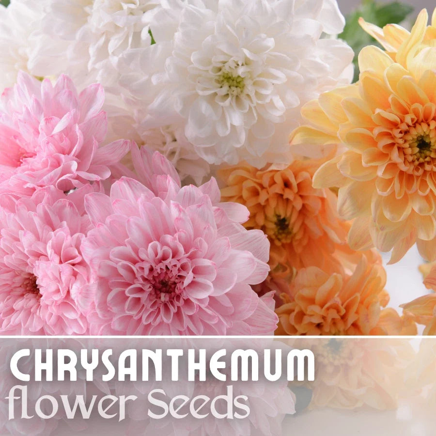 Chrysanthemum Seeds - Soft Pastel Mix - 200+ Flower Seeds - Mum Flower Seeds - Colorful Garden Variety - Chrysanthemum morifolium