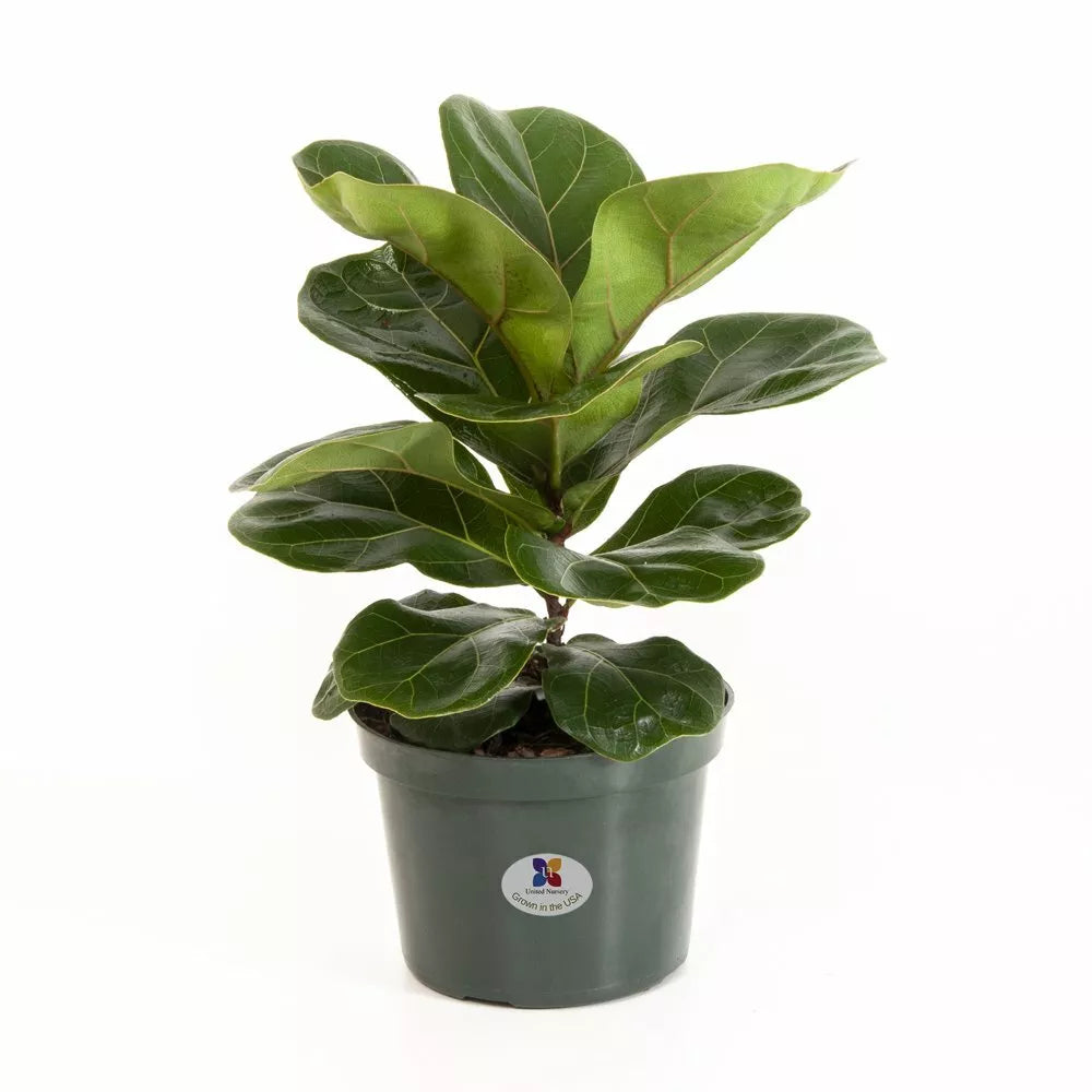 Fiddle Leaf Fig Live Plant – 10+ Inches Ficus Lyrata Indoor Houseplant with Large Glossy Leaves