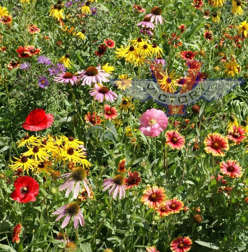 Wildflower Seed Mix - 200+ Heirloom Non-GMO Seeds - Native Midwestern Flowers