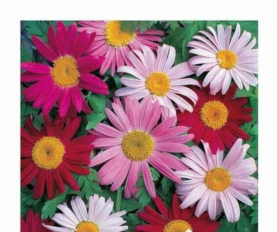 Giant Painted Daisy Seeds - Robinson's Pyrethrum - 33 Seeds for Garden, Borders, and Cut Flowers