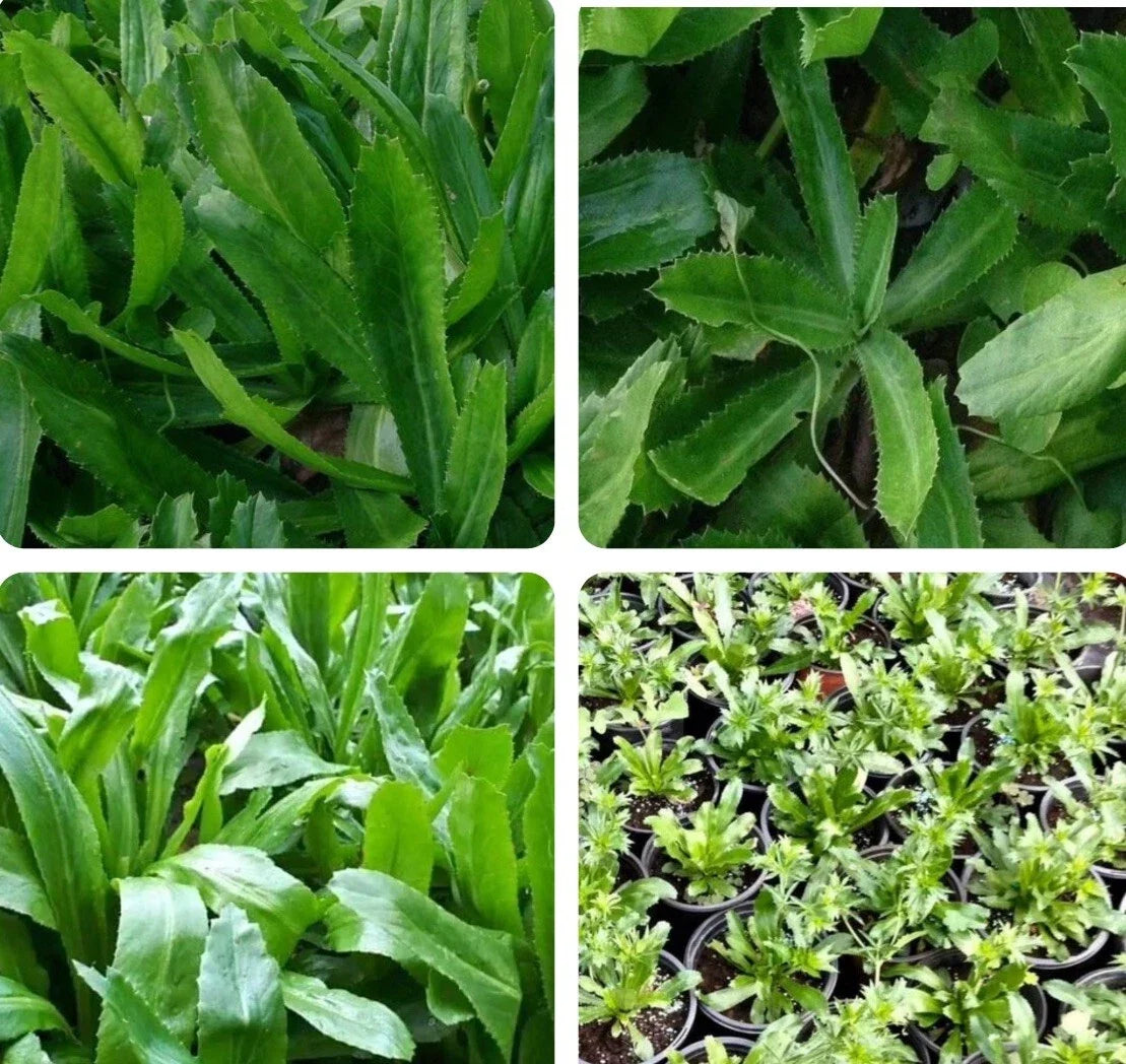 Culantro Seeds - 500+ Herb Seeds for Cooking, Mexican Coriander, Ngò Gai, Recao, Chadon Beni, Eryngium foetidum