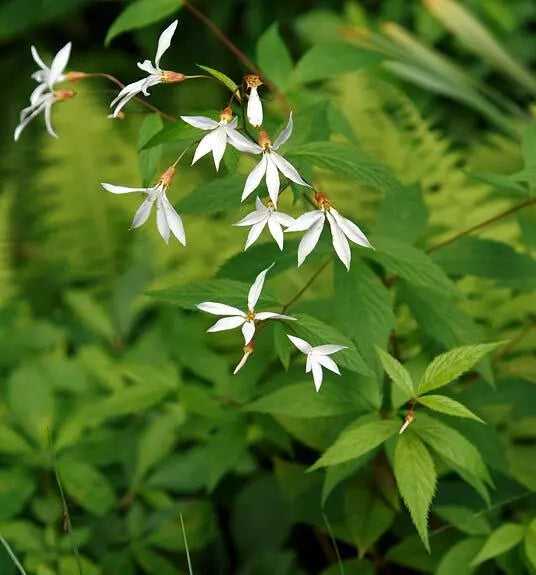 Indian Physic Seeds - 39 Pack White Perennial Flower Gillenia trifoliata for Garden Beds & Containers