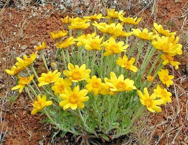 Oregon Sunshine Seeds - Wooley Sunflower - Native Wildflower for Drought Tolerance & Pollinator Support - Helianthus annuus
